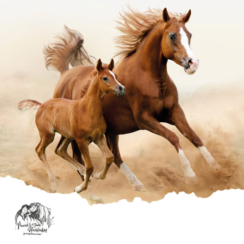 PARZIVAL-afbeeldingen-AGENDA-N-42